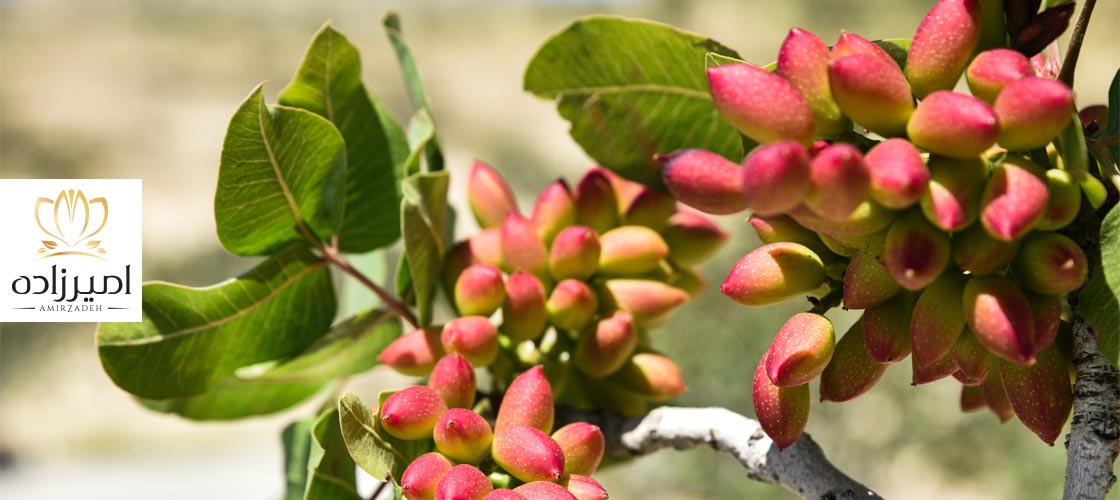 خواص پسته و بهبود سلامت عروق خونی