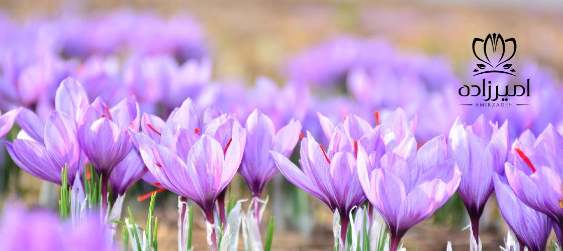 استفاده از زعفران برای درمان افسردگی