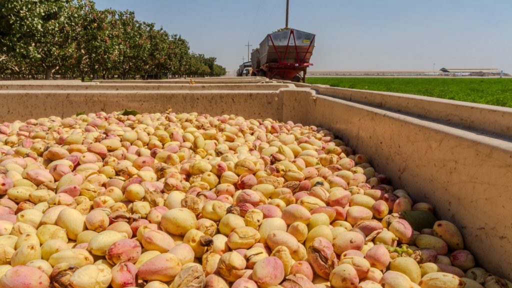 خرید اینترنتی پسته تازه مستقیم از مزرعه دار- تغییرات قیمت پسته در ایران - ترمینال ضبط پسته