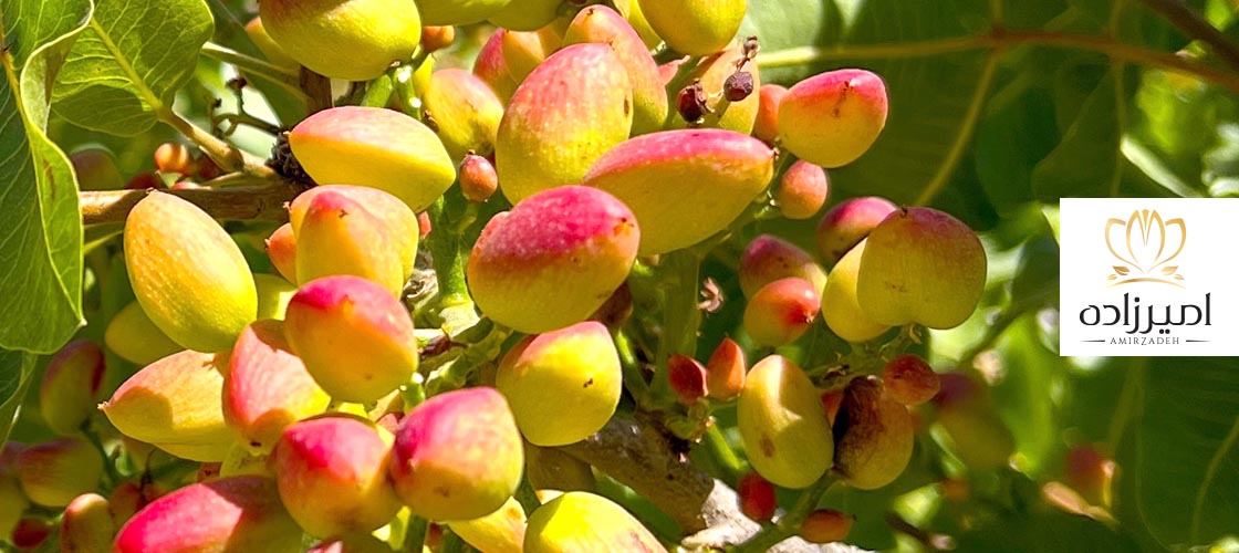 تغییرات قیمت پسته در سال 1404