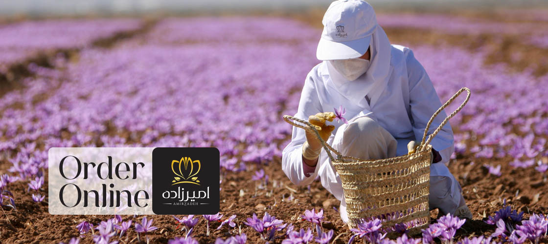 تشخیص زعفران اصلی از تقلبی