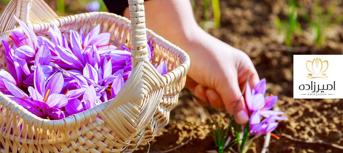 نکات تکمیلی برای نگهداری زعفران دم کرده