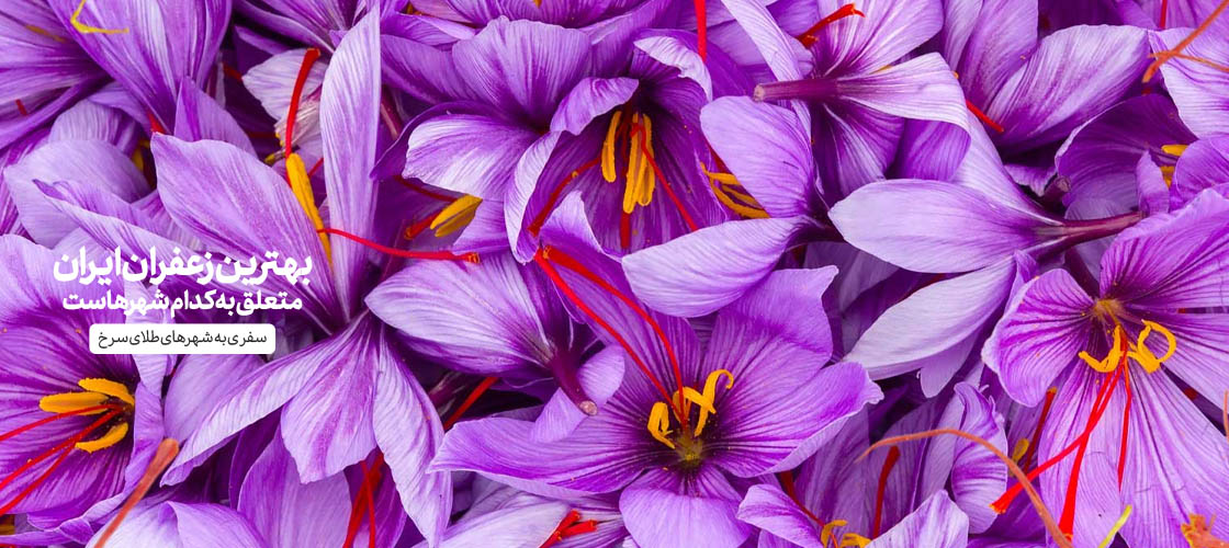 زعفران کدام شهر ایران بهترین است؟ سفری به شهرهای طلای سرخ