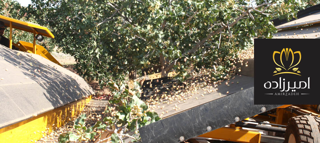 خرید پسته تازه از مزرعه دار