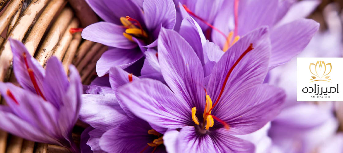 تفاوت زعفران عمده با زعفران هدیهای در بازار صادرات