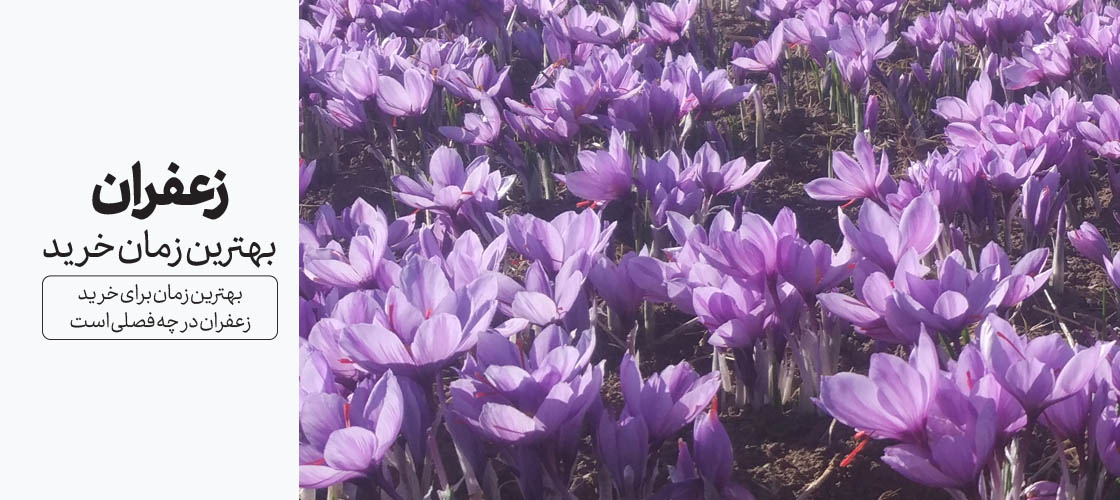 بهترین زمان خرید زعفران