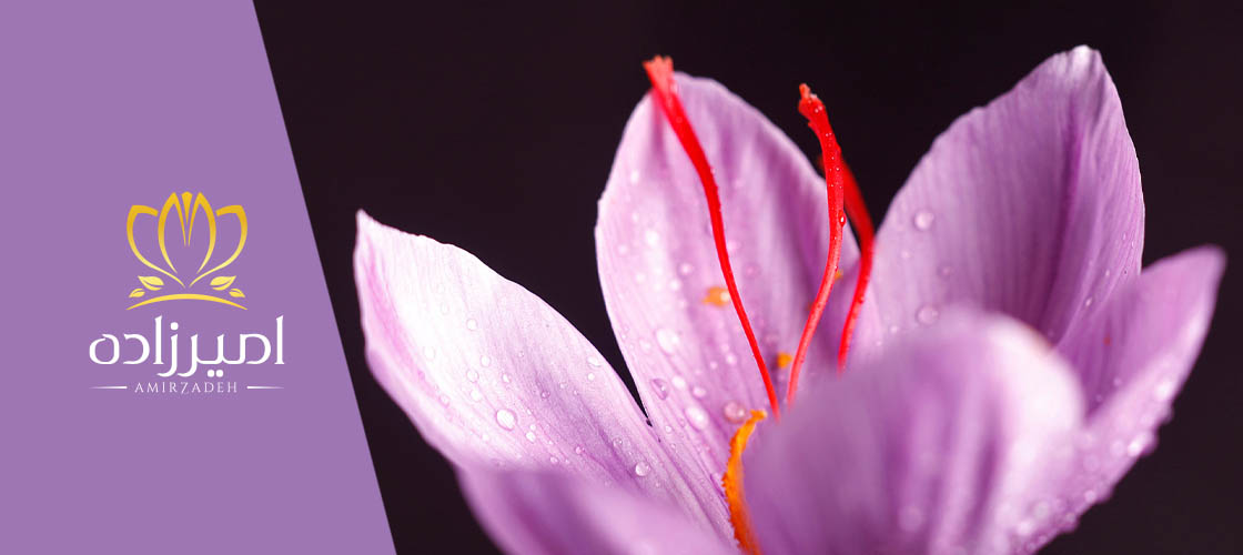 بهترین فصل خرید زعفران