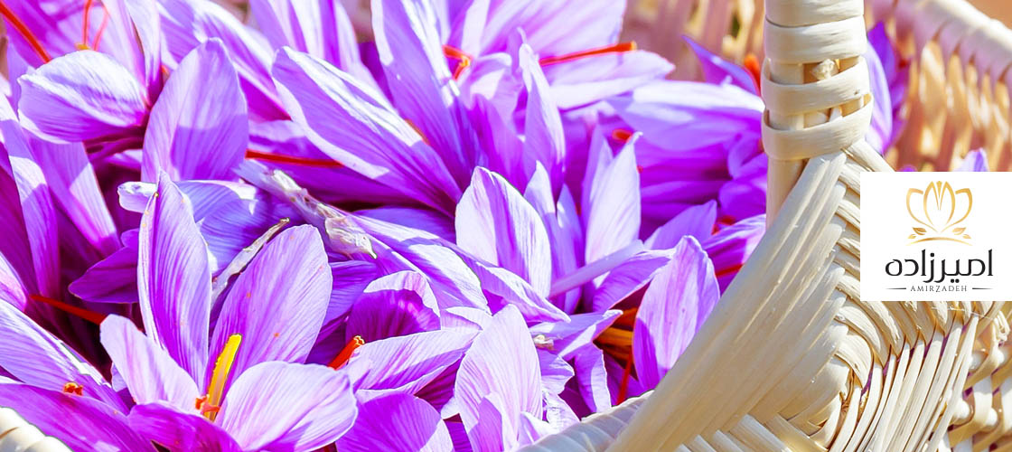 خرید زعفران برای صادرات