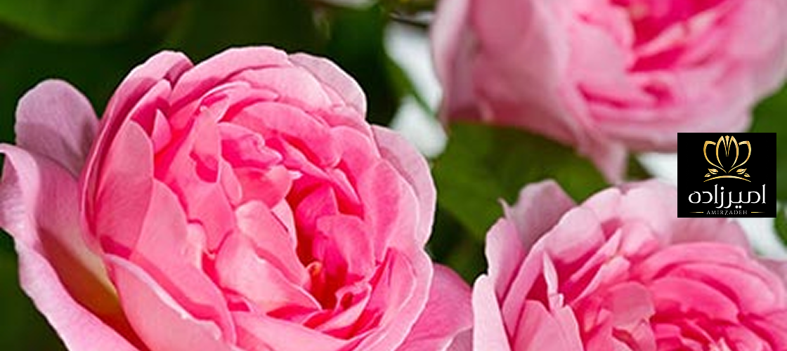 خواص گل محمدی